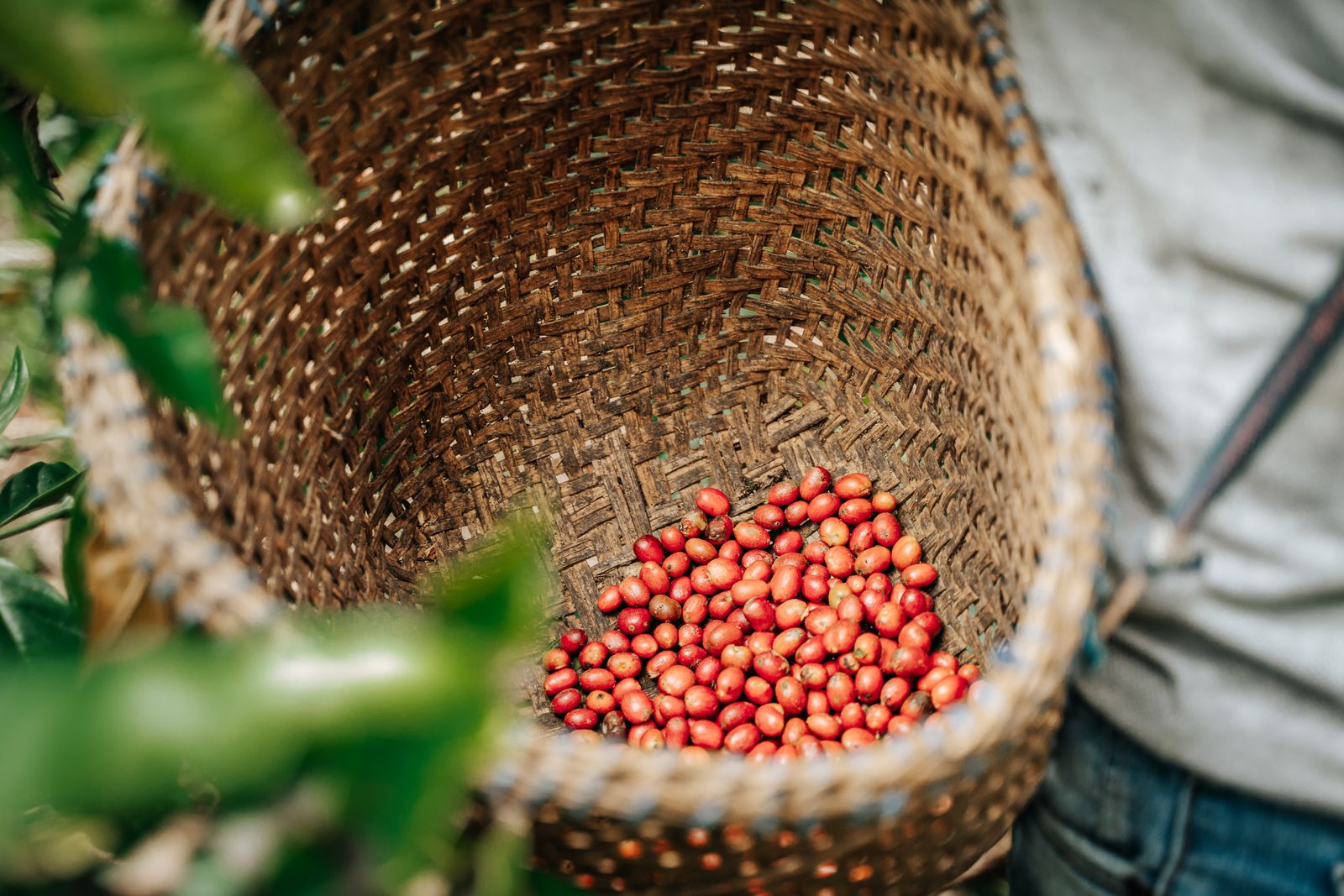Ripe coffee cherries in a harvest bag in Napo, Ecuador